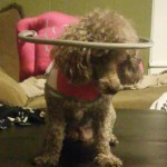 Gigi Blind Poodle Halo