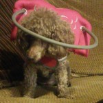 Gigi Blind Poodle Halo