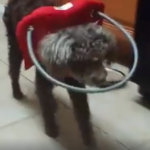 Harry Blind Poodle Halo