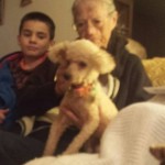 Honey Blind Poodle Halo