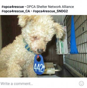 Honey Blind Poodle Halo