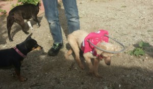 Honey Blind Poodle Halo