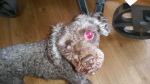 Inky Blind Poodle Halo