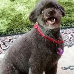 Inky Blind Poodle Halo
