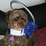 Inky Blind Poodle Halo