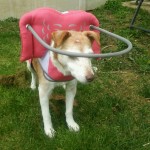 Katie Blind Jack Russell Mix Halo