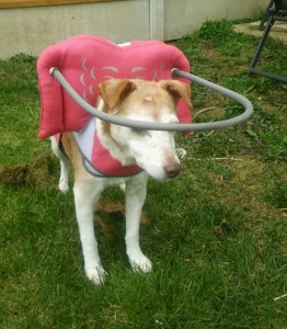 Katie Blind Jack Russell Mix Halo