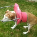 Katie Blind Jack Russell Mix Halo