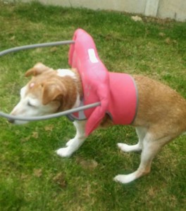Katie Blind Jack Russell Mix Halo
