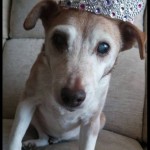 Katie Blind Jack Russell Halo