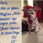 Leela Blind Chi Halo