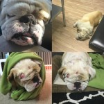 Ludo Blind English Bulldog Halo