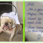 Ludo Blind Bulldog Halo