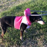 Lulu Blind Min Pin Halo
