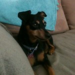 Lulu Blind Min Pin Halo