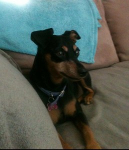 Lulu Blind Min Pin Halo