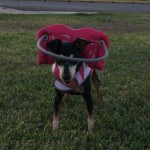 Lulu Blind Miniature Pinscher Halo
