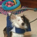 Mikey Blind Dachshund Halo