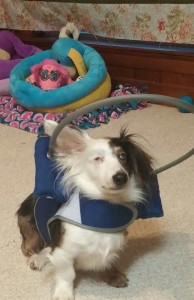 Mikey Blind Dachshund Halo