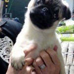 Maggie Blind Pug Halo