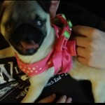 Maggie Blind Pug Halo