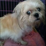 Max Blind Shih Tzu Halo