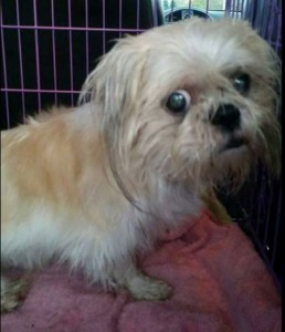 Max Blind Shih Tzu Halo