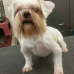 Max Blind Shih Tzu Halo