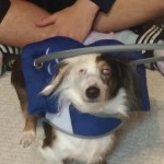 Mikey Blind Dachshund Halo