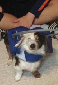 Mikey Blind Dachshund Halo