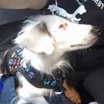 Mikey Blind Dachshund Halo