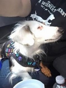 Mikey Blind Dachshund Halo