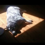 Milo Blind Australian Cattle Dog Halo