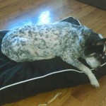 Milo Blind Australian Cattle Dog Halo