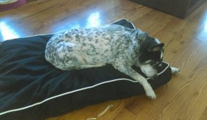 Milo Blind Australian Cattle Dog Halo