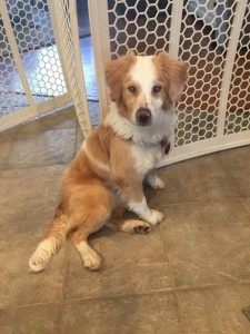 Molly Blind Spaniel Mix Halo
