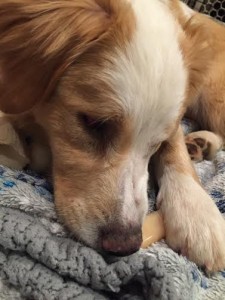 Molly Blind Spaniel Mix