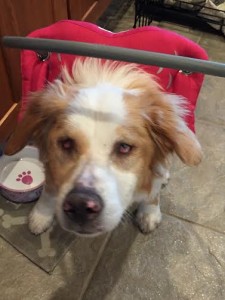 Molly Blind Spaniel Mix Halo