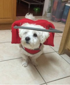 Norton Blind Shih Tzu Halo