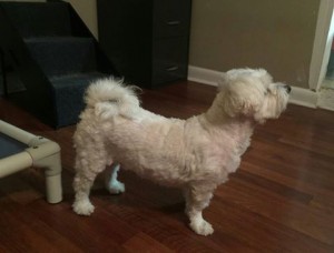 Norton Blind Shih Tzu Halo