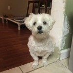 Norton Blind Shih Tzu