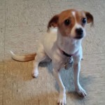 Peggy Sue Blind Chihuahua Halo
