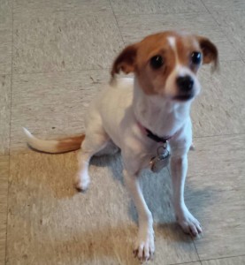 Peggy Sue Blind Chihuahua Halo