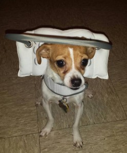 eggy Sue Blind Chihuahua Halo