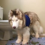 Reba Blind Husky Halo