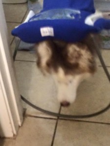 Reba Blind Husky Halo
