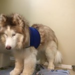 Reba Blind Husky Halo