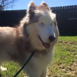 Reba Blind Husky Halo