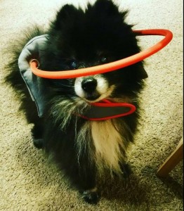 Roscoe Blind Pomeranian Halo