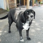 Rufus Blind Black Lab Mix Halo
